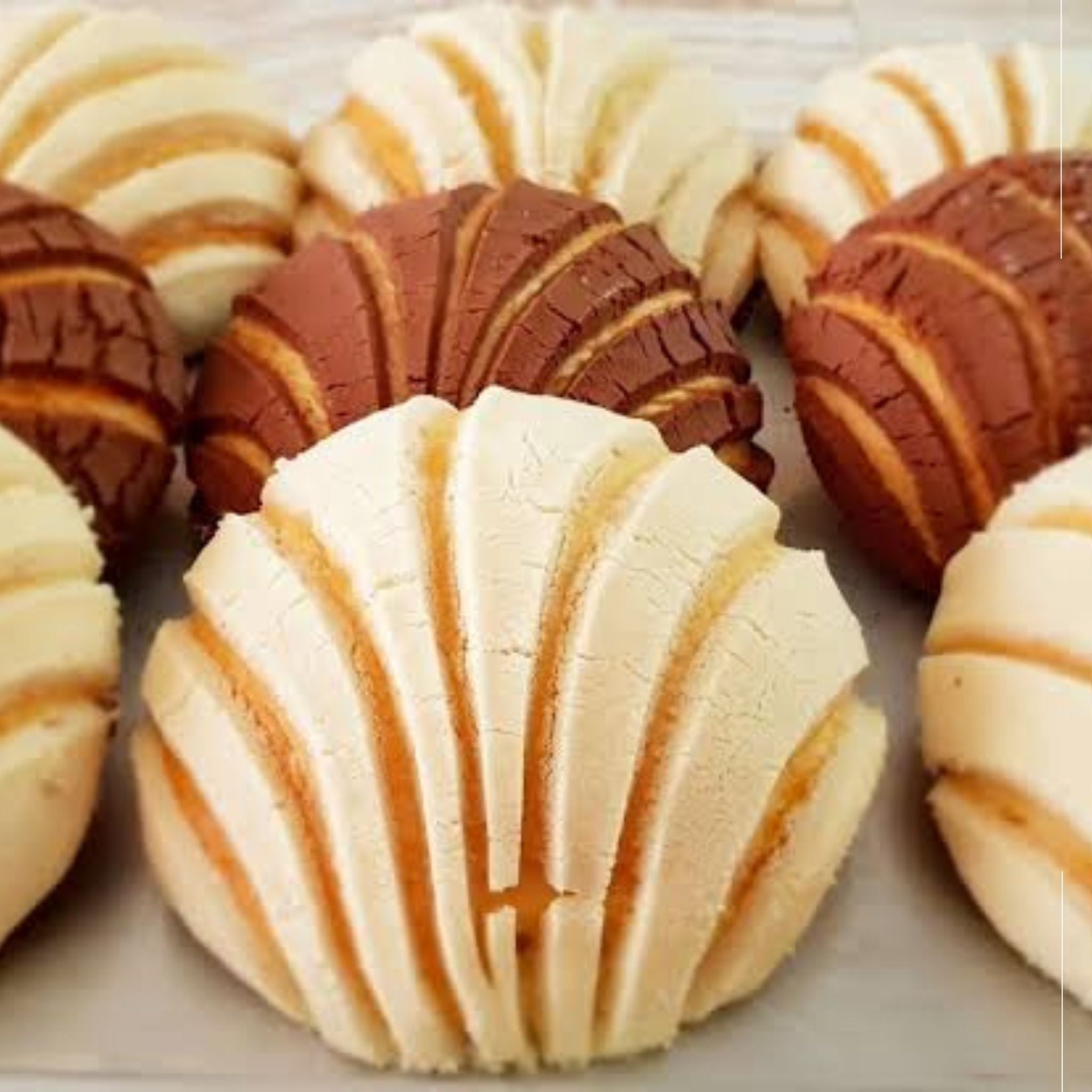 Conchas (6 piezas)